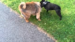 Leo Chow Chow fight with Fobos French Bulldog