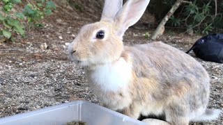 The beautiful rabbit gets a little angry.