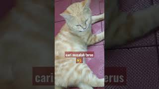 cari masalah terus #shorts #cat #catlovers