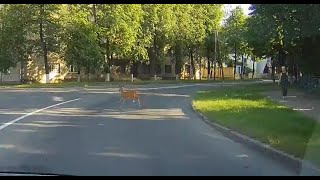 Олень прогулялся по улице Карла Маркса в Витебске.Никогда не знаешь, кто перебежит дорогу 🦌