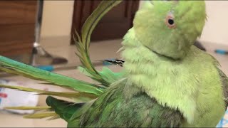 Parrot preening his feathers|cute parrot 🦜 video