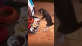 FUNNY CAT VIDEOS 😹 EN KOMİK KEDİ VİDEOLARI #shorts #best #funnycats