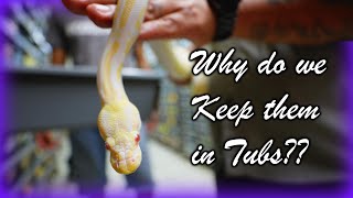 Big Ball Pythons in Our Breeder Room: Why We Use Tubs | Freedom Breeder