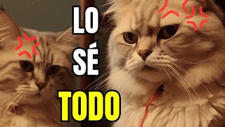 7 cosas que tu gato sabe sobre ti