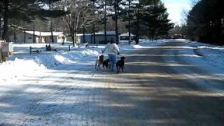 dog running.AVI