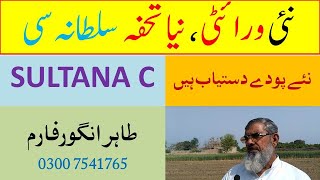 Export Quality Of Grapes | Grapes Farming In Punjab Pakistan | Angoor Ki Waraty