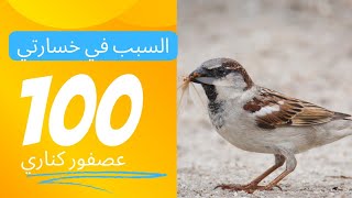 احذر من هذا الطائر خسرت 100 طائر كناري بسببه