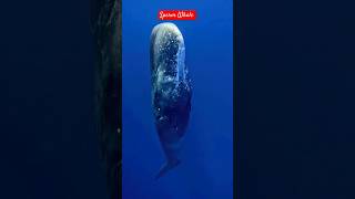 The Largest Toothed Predator of the Deep Oceans -Sperm Whale #viral #spermwhale #mammalia #oceans