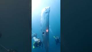 Scuba Divers' Incredible Encounter with Rare Oarfish