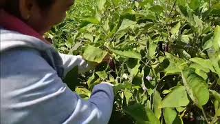 Eggplants & Chillies at the farm