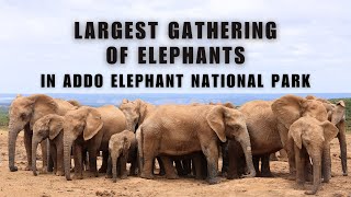 The LARGEST Gathering of Elephants in Addo Elephant National Park | Elephant Documentary