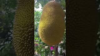 গ্রামের ফল#shortvideo #viral #villagevlog #villagefruit