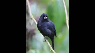 Blakish Blue Seedeater