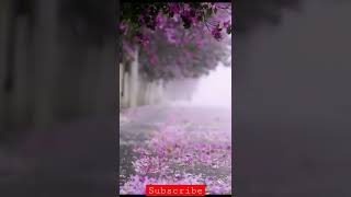 amazing rain fall tree | #rain #tree #amazing #shorts