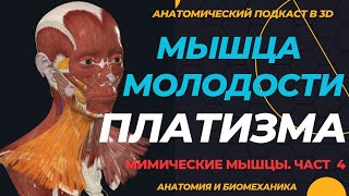 Платизма. Мышца молодости. Мимические мышцы. Часть 4.