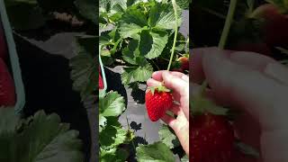 Picking STRAWBERRIES 🍓💕 #shorts #ytshorts #spring #strawberry #strawberries #gardening #homestead