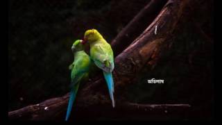 কি দেবো তোমায় - Ki Debo Tomai, Noyonete OshruDhar