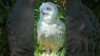 Snowy owl 🦉 Bird #shorts #owl #birds #snowy #animals