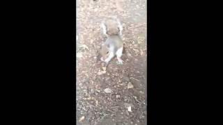 Squirrel Feeding in Russell Square