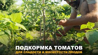 ТОМАТЫ БУДУТ ВКУСНЕЙ. Важная для томатов подкормка.