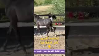 عروض وأسعار الخيل | مهرة عربية مصرية بيور بنت بطل العالم الأسطورة رويال كلرز | سيف برايد هولاند