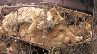 Dog Meat Trade Rescue