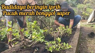 Budidaya beringin iprik pucuk merah bonggol besar