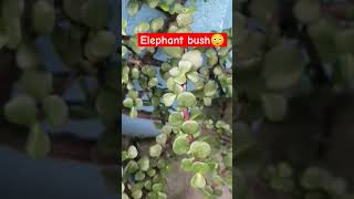 #elephantbush #indoorplants #succulent #succulents #gardening #garden #shorts #viral #trending