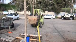 Forklift Tree