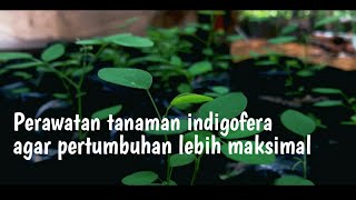 perawatan tanaman indigofera