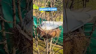 pigeons nest in trees | lake view park Islamabad Pakistan