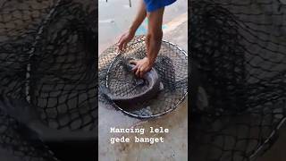 Lele bs dipancing , gede pula lg