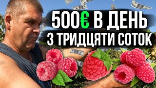 ‼️ІДЕАЛЬНИЙ МАЛИННИК з 30 соток приносить 500 ЄВРО ЗА ДЕНЬ‼️ Бізнес в селі на малині.