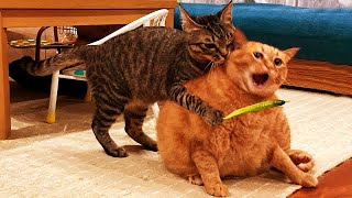 😂 Funniest Cats and Dogs Videos 🤣❤️ Funny Cats Moments 😻😍