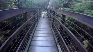 Hiking in Oregon / Chantrelle  searching / Bradley State park