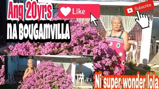 Ang 20 years na Bougamvilla ni Super Wonder Lola.