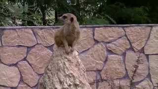 Surykatki ZOO Gdańsk / meerkats