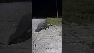 Huge swamp puppy - Florida dog