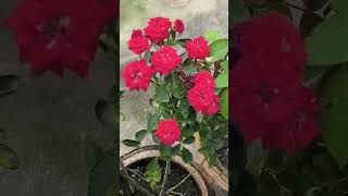 गुलाब के पौधे को ऐसे करें बरसात के लिए तैयार | Rose Plant Care | गुलाब