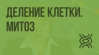 Деление клетки. Митоз. Видеоурок по биологии 9 класс