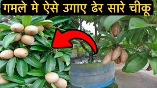 गमलों में ऐसे उगाए ढेर सारे चीकू | Gamlo Mein Kaise Ugaye Dher Sare Chiku 😃