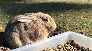 What happened? Rabbit not interested in food at all