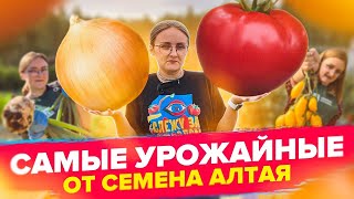 УРОЖАЙНЫЕ СОРТАОТ СЕМЕНА АЛТАЯ!