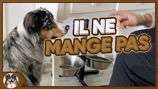 TON CHIOT NE MANGE PAS SES CROQUETTES DANS SA GAMELLE