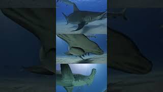 Masters of the Deep Hammerheads🐬🦈🤿🌊#shorts #youtubeshorts #shortsfeed #video #viralvideo #trending