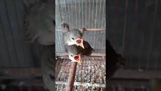 Burung cigun anak burung ciblek gunung