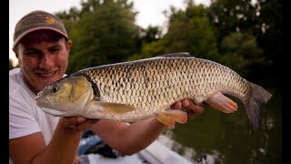 Topwateraction - Döbel im Fliessgewässer