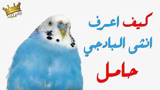 علامات حمل انثى البادجي - كيف اعرف انثى البادجي حامل Signs of a pregnant budgie