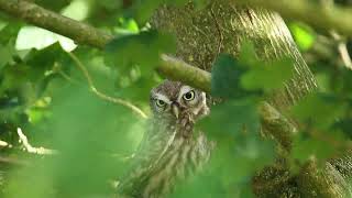 Little owl