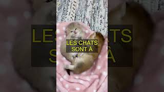 Abonnez-vous pour voir les chats les plus cool.